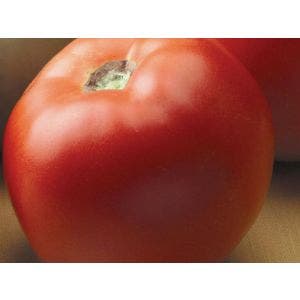 Semillas SEMINIS Tomate híbrido Toqui 1000 semillas