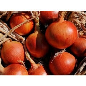 Semillas SEMINIS Cebolla híbrida Mississippi 100000 semillas