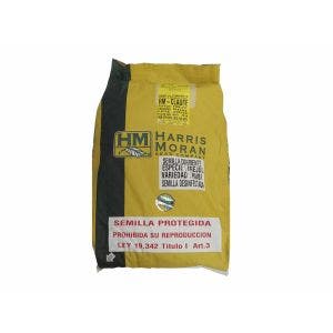 Semillas HM CLAUSE Frejol Rubi 40000 semillas
