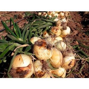 Semilla HM CLAUSE  Cebolla Presto - 500 gr