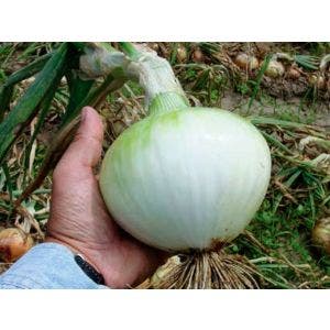 Semilla HM CLAUSE Cebolla Ultra