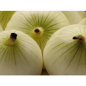 Semilla SEMINIS Cebolla Century 500 gr