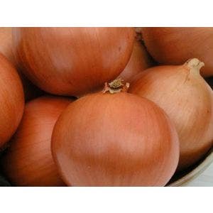 Semilla Cebolla Pandero - 100.000 semillas