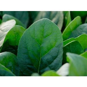 Semilla Espinaca Acosta - 100.000 semillas