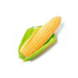 Semilla Maíz SH2 Torino 2 Kg