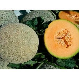 Semilla Melón Híbrida 4038 - 1000 semillas