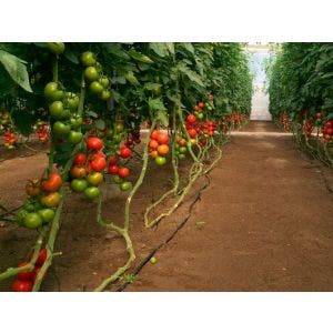 Semillas Portainjerto Maxiford para tomate - 1000 semillas