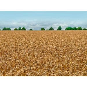 Trigo Don Feña C2 Tls X 25 Kg
