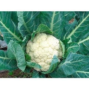 Coliflor Forata - 1.000 Semillas