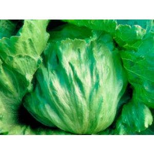 Lechuga Mohawk P/Gr x 25Mk Seminis