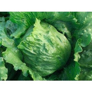 Lechuga Sahara P/Gr x 25Mk Seminis