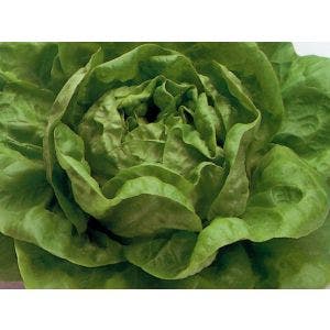 Lechuga Victoriosa P/Gr 25000
