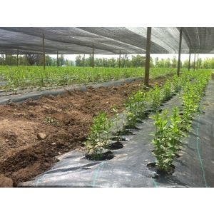 Malla antimaleza POLYTEX Ground cover - 210/100 g Rollo 200 m